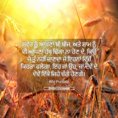 Picture 05 - ਉਪਦੇਸ਼ਕ 11:6 PANIRV - ਸਵੇਰ ਨੂੰ ਆਪਣਾ ਬੀ - Bible Verse Picture