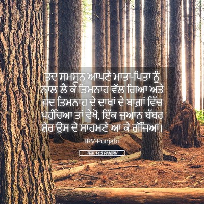 Picture 05 - ਕਜ਼ਾૃ 14:5 PANIRV - ਤਦ ਸਮਸੂਨ ਆਪਣੇ - Bible Verse Picture