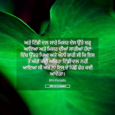 Picture 05 - ਖ਼ਰੋਜ 10:14 PANIRV - ਅਤੇ ਟਿੱਡੀ ਦਲ ਸਾਰੇ - Bible Verse Picture