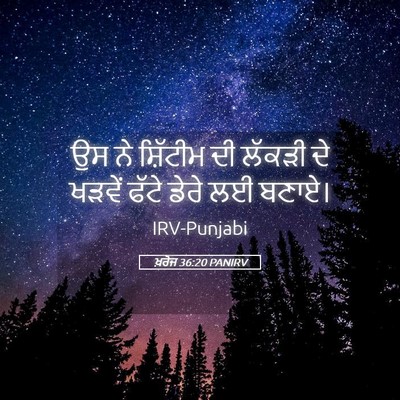 Picture 05 - ਖ਼ਰੋਜ 36:20 PANIRV - ਉਸ ਨੇ ਸ਼ਿੱਟੀਮ ਦੀ - Bible Verse Picture