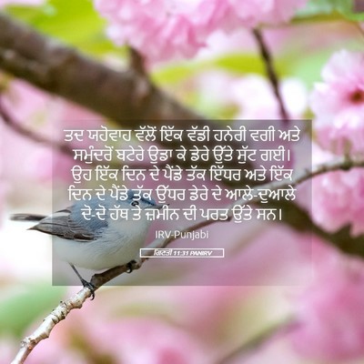 Picture 05 - ਗਿਣਤੀ 11:31 PANIRV - ਤਦ ਯਹੋਵਾਹ ਵੱਲੋਂ - Bible Verse Picture