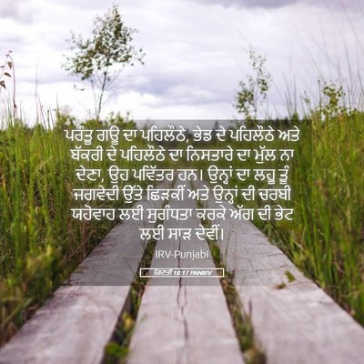 Picture 05 - ਗਿਣਤੀ 18:17 PANIRV - ਪਰੰਤੂ ਗਊ ਦਾ - Bible Verse Picture