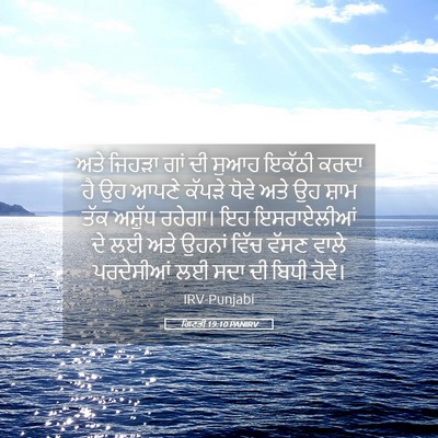 Picture 05 - ਗਿਣਤੀ 19:10 PANIRV - ਅਤੇ ਜਿਹੜਾ ਗਾਂ ਦੀ - Bible Verse Picture