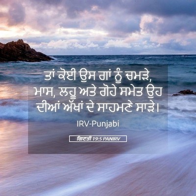 Picture 05 - ਗਿਣਤੀ 19:5 PANIRV - ਤਾਂ ਕੋਈ ਉਸ ਗਾਂ ਨੂੰ - Bible Verse Picture