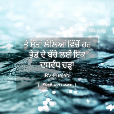 Picture 05 - ਗਿਣਤੀ 28:21 PANIRV - ਤੂੰ ਸੱਤਾਂ ਲੇਲਿਆਂ - Bible Verse Picture