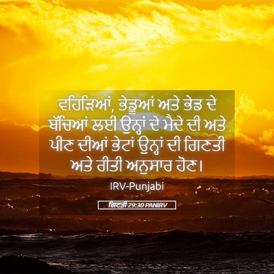 Picture 05 - ਗਿਣਤੀ 29:30 PANIRV - ਵਹਿੜਿਆਂ, ਭੇਡੂਆਂ - Bible Verse Picture