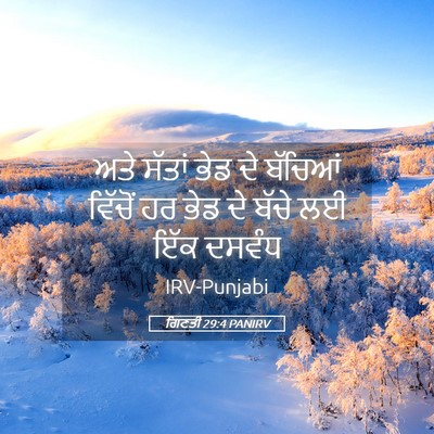 Picture 05 - ਗਿਣਤੀ 29:4 PANIRV - ਅਤੇ ਸੱਤਾਂ ਭੇਡ ਦੇ - Bible Verse Picture
