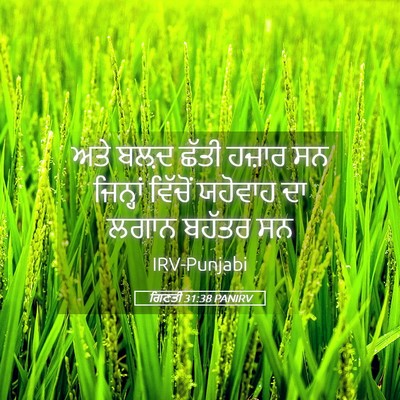 Picture 05 - ਗਿਣਤੀ 31:38 PANIRV - ਅਤੇ ਬਲ਼ਦ ਛੱਤੀ - Bible Verse Picture