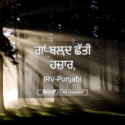 Picture 05 - ਗਿਣਤੀ 31:44 PANIRV - ਗਾਂ-ਬਲ਼ਦ ਛੱਤੀ - Bible Verse Picture