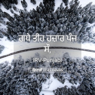 Picture 05 - ਗਿਣਤੀ 31:45 PANIRV - ਗਧੇ ਤੀਹ ਹਜ਼ਾਰ ਪੰਜ - Bible Verse Picture