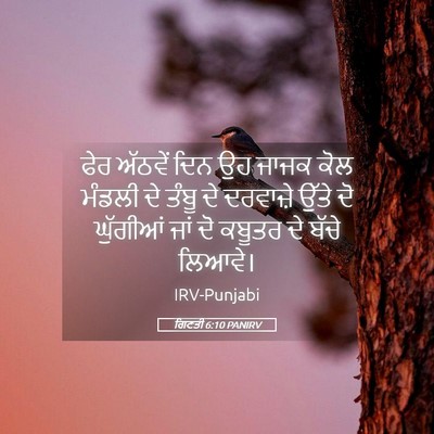 Picture 05 - ਗਿਣਤੀ 6:10 PANIRV - ਫੇਰ ਅੱਠਵੇਂ ਦਿਨ ਉਹ - Bible Verse Picture