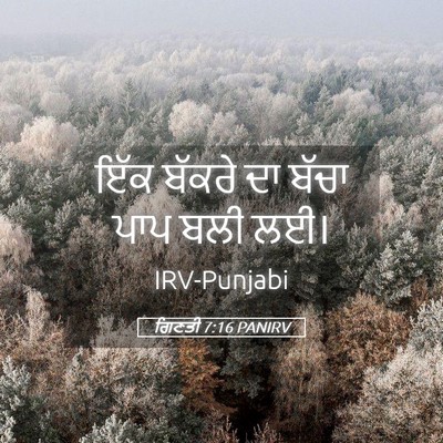 Picture 05 - ਗਿਣਤੀ 7:16 PANIRV - ਇੱਕ ਬੱਕਰੇ ਦਾ ਬੱਚਾ - Bible Verse Picture