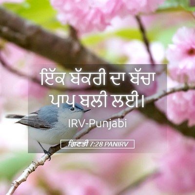 Picture 05 - ਗਿਣਤੀ 7:28 PANIRV - ਇੱਕ ਬੱਕਰੀ ਦਾ ਬੱਚਾ - Bible Verse Picture