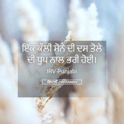 Picture 05 - ਗਿਣਤੀ 7:44 PANIRV - ਇੱਕ ਕੌਲੀ ਸੋਨੇ ਦੀ ਦਸ - Bible Verse Picture