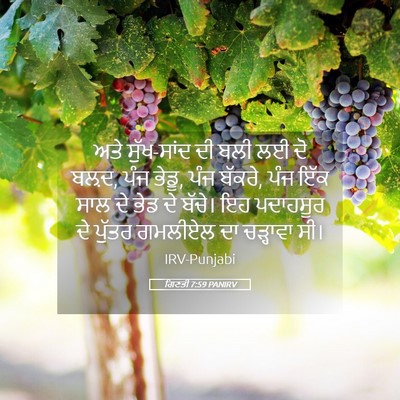 Picture 05 - ਗਿਣਤੀ 7:59 PANIRV - ਅਤੇ ਸੁੱਖ-ਸਾਂਦ ਦੀ - Bible Verse Picture