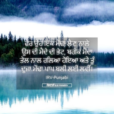 Picture 05 - ਗਿਣਤੀ 8:8 PANIRV - ਫੇਰ ਉਹ ਇੱਕ ਮੇਂਢਾ - Bible Verse Picture