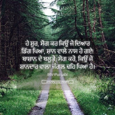 Picture 05 - ਜ਼ਕਰਯਾਹ 11:2 PANIRV - ਹੇ ਸੂਰ, ਸੋਗ ਕਰ ਕਿਉਂ - Bible Verse Picture