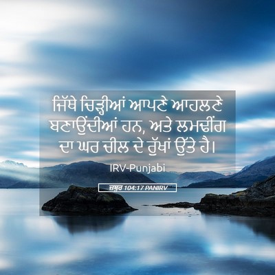 Picture 05 - ਜ਼ਬੂਰ 104:17 PANIRV - ਜਿੱਥੇ ਚਿੜ੍ਹੀਆਂ - Bible Verse Picture
