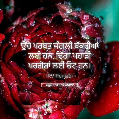 Picture 05 - ਜ਼ਬੂਰ 104:18 PANIRV - ਉੱਚੇ ਪਰਬਤ ਜੰਗਲੀ - Bible Verse Picture