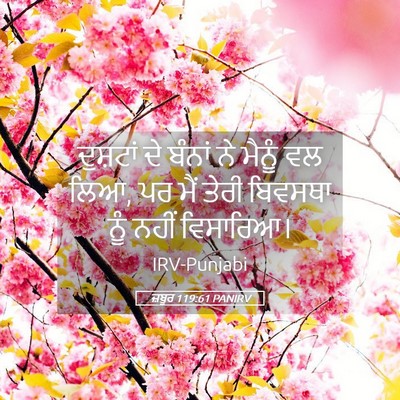 Picture 05 - ਜ਼ਬੂਰ 119:61 PANIRV - ਦੁਸ਼ਟਾਂ ਦੇ ਬੰਨਾਂ - Bible Verse Picture