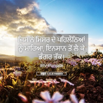 Picture 05 - ਜ਼ਬੂਰ 135:8 PANIRV - ਜਿਸ ਨੇ ਮਿਸਰ ਦੇ - Bible Verse Picture