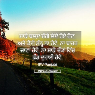 Picture 05 - ਜ਼ਬੂਰ 144:14 PANIRV - ਸਾਡੇ ਬਲ਼ਦ ਚੰਗੇ - Bible Verse Picture