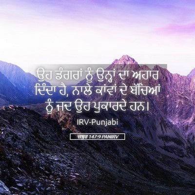 Picture 05 - ਜ਼ਬੂਰ 147:9 PANIRV - ਉਹ ਡੰਗਰਾਂ ਨੂੰ - Bible Verse Picture