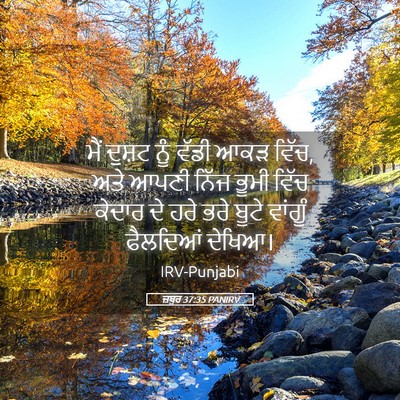 Picture 05 - ਜ਼ਬੂਰ 37:35 PANIRV - ਮੈਂ ਦੁਸ਼ਟ ਨੂੰ ਵੱਡੀ - Bible Verse Picture