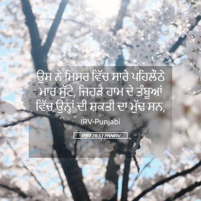 Picture 05 - ਜ਼ਬੂਰ 78:51 PANIRV - ਉਸ ਨੇ ਮਿਸਰ ਵਿੱਚ - Bible Verse Picture