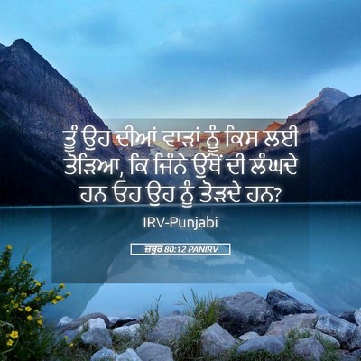 Picture 05 - ਜ਼ਬੂਰ 80:12 PANIRV - ਤੂੰ ਉਹ ਦੀਆਂ ਵਾੜਾਂ - Bible Verse Picture