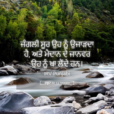 Picture 05 - ਜ਼ਬੂਰ 80:13 PANIRV - ਜੰਗਲੀ ਸੂਰ ਉਹ ਨੂੰ - Bible Verse Picture