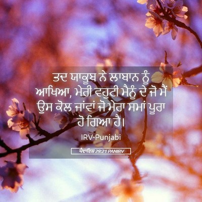 Picture 05 - ਪੈਦਾਇਸ਼ 29:21 PANIRV - ਤਦ ਯਾਕੂਬ ਨੇ ਲਾਬਾਨ - Bible Verse Picture