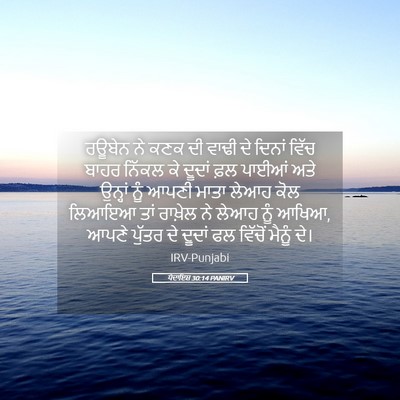 Picture 05 - ਪੈਦਾਇਸ਼ 30:14 PANIRV - ਰਊਬੇਨ ਨੇ ਕਣਕ ਦੀ - Bible Verse Picture