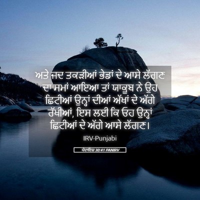 Picture 05 - ਪੈਦਾਇਸ਼ 30:41 PANIRV - ਅਤੇ ਜਦ ਤਕੜੀਆਂ - Bible Verse Picture