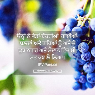 Picture 05 - ਪੈਦਾਇਸ਼ 34:28 PANIRV - ਉਨ੍ਹਾਂ ਨੇ - Bible Verse Picture