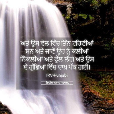 Picture 05 - ਪੈਦਾਇਸ਼ 40:10 PANIRV - ਅਤੇ ਉਸ ਵੇਲ ਵਿੱਚ - Bible Verse Picture