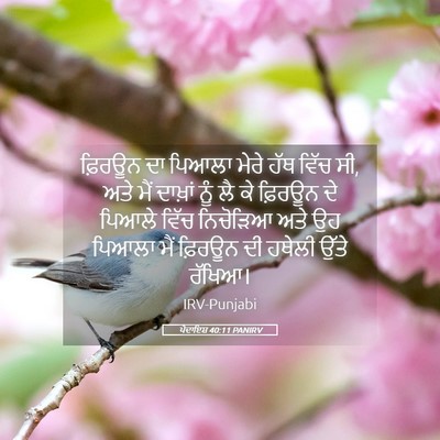 Picture 05 - ਪੈਦਾਇਸ਼ 40:11 PANIRV - ਫ਼ਿਰਊਨ ਦਾ ਪਿਆਲਾ - Bible Verse Picture