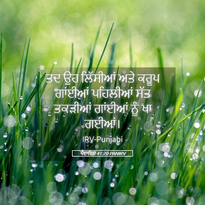 Picture 05 - ਪੈਦਾਇਸ਼ 41:20 PANIRV - ਤਦ ਉਹ ਲਿੱਸੀਆਂ ਅਤੇ - Bible Verse Picture
