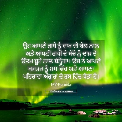 Picture 05 - ਪੈਦਾਇਸ਼ 49:11 PANIRV - ਉਹ ਆਪਣੇ ਗਧੇ ਨੂੰ - Bible Verse Picture
