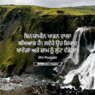 Picture 05 - ਪੈਦਾਇਸ਼ 49:27 PANIRV - ਬਿਨਯਾਮੀਨ ਪਾੜਨ - Bible Verse Picture