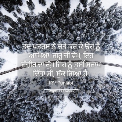 Picture 05 - ਮਰਕੁਸ 11:21 PANIRV - ਤਦ ਪਤਰਸ ਨੇ ਚੇਤੇ ਕਰ - Bible Verse Picture