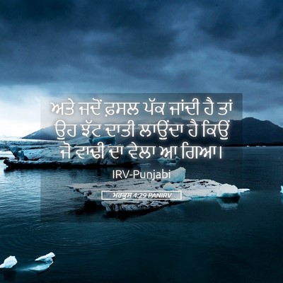 Picture 05 - ਮਰਕੁਸ 4:29 PANIRV - ਅਤੇ ਜਦੋਂ ਫ਼ਸਲ ਪੱਕ - Bible Verse Picture