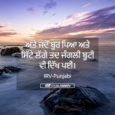 Picture 05 - ਮੱਤੀ 13:26 PANIRV - ਅਤੇ ਜਦੋਂ ਬੂਰ ਪਿਆ - Bible Verse Picture