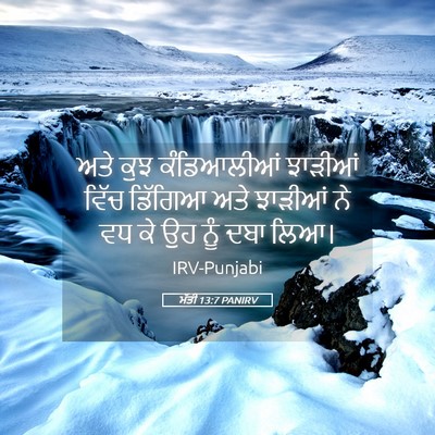 Picture 05 - ਮੱਤੀ 13:7 PANIRV - ਅਤੇ ਕੁਝ ਕੰਡਿਆਲੀਆਂ - Bible Verse Picture