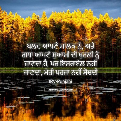 Picture 05 - ਯਸਾਯਾਹ 1:3 PANIRV - ਬਲ਼ਦ ਆਪਣੇ ਮਾਲਕ ਨੂੰ, - Bible Verse Picture