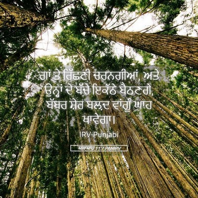 Picture 05 - ਯਸਾਯਾਹ 11:7 PANIRV - ਗਾਂ ਤੇ ਰਿੱਛਣੀ - Bible Verse Picture