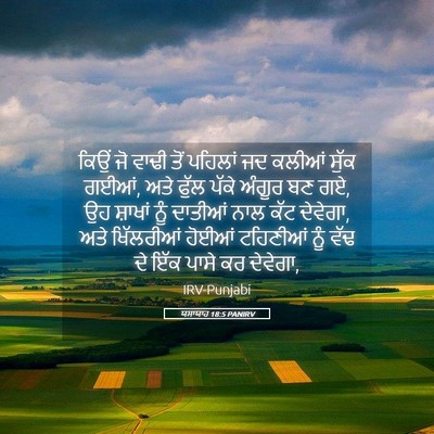 Picture 05 - ਯਸਾਯਾਹ 18:5 PANIRV - ਕਿਉਂ ਜੋ ਵਾਢੀ ਤੋਂ - Bible Verse Picture