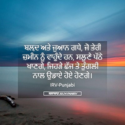 Picture 05 - ਯਸਾਯਾਹ 30:24 PANIRV - ਬਲ਼ਦ ਅਤੇ ਜੁਆਨ ਗਧੇ, - Bible Verse Picture