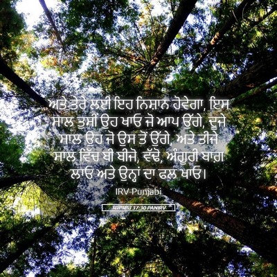 Picture 05 - ਯਸਾਯਾਹ 37:30 PANIRV - ਅਤੇ ਤੇਰੇ ਲਈ ਇਹ - Bible Verse Picture