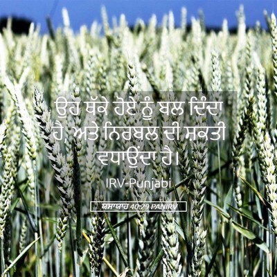 Picture 05 - ਯਸਾਯਾਹ 40:29 PANIRV - ਉਹ ਥੱਕੇ ਹੋਏ ਨੂੰ ਬਲ - Bible Verse Picture
